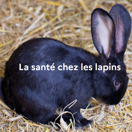La santé chez les lapins