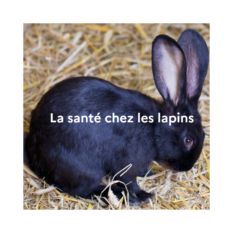 La santé chez les lapins La santé chez les lapins