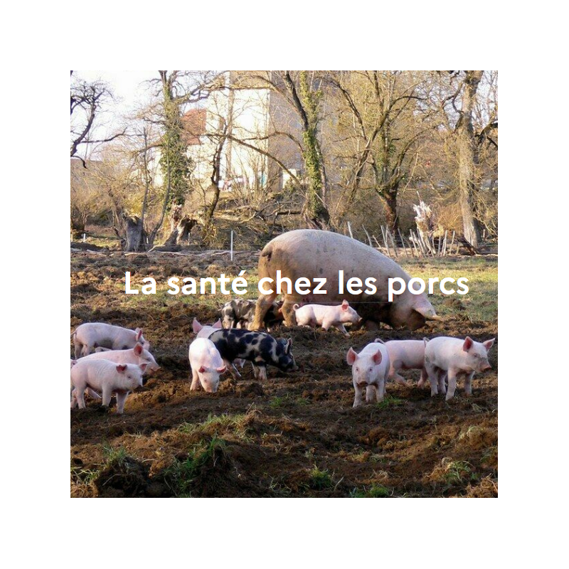 La santé chez les porcs La santé chez les porcs
