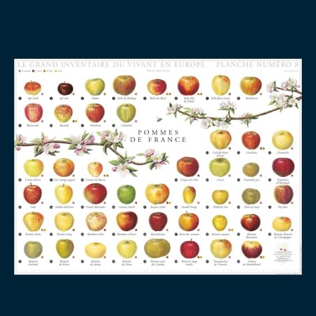 Pommes de France