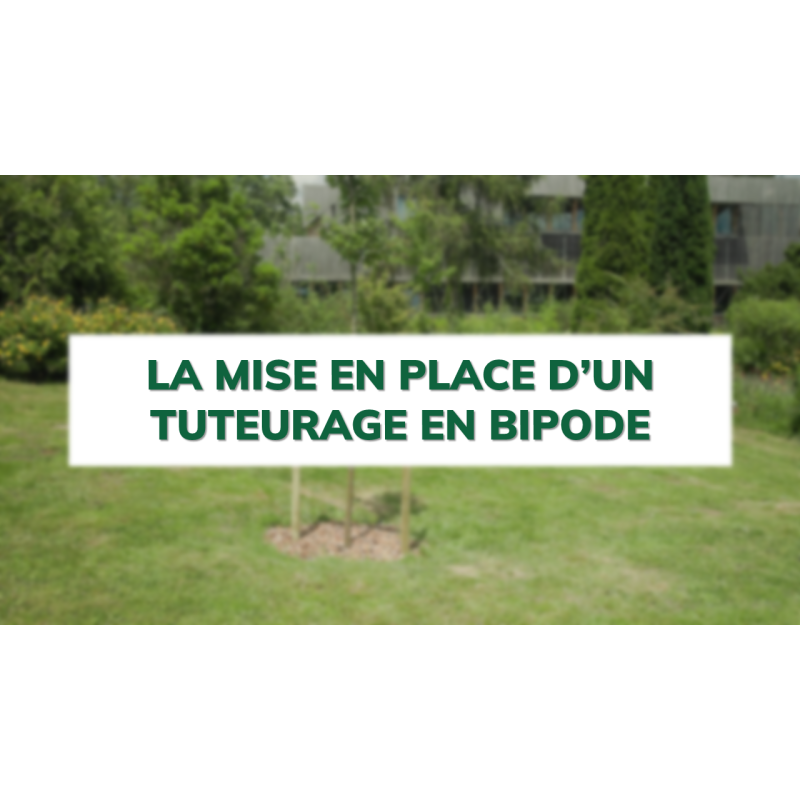 La mise en place d'un tuteurage en bipode