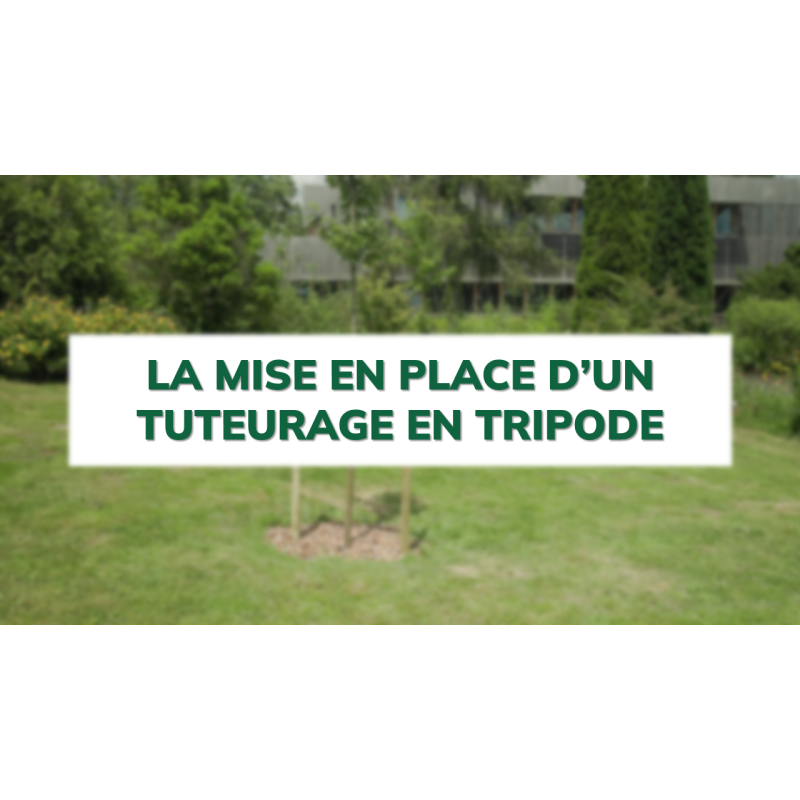 La mise en place d'un tuteurage en tripode