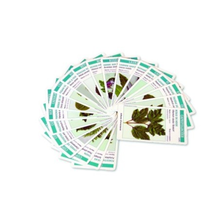 Arbo'cartes