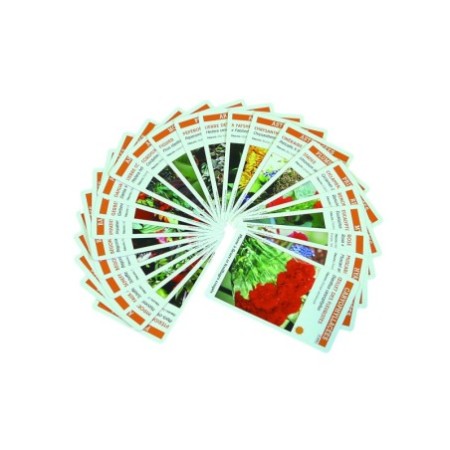 Planti'cartes