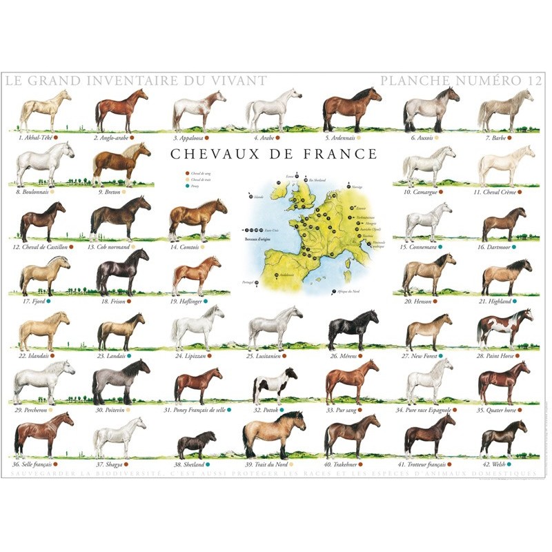 Chevaux de France