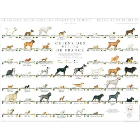 Chiens des villes de France