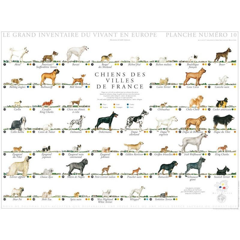 Chiens des villes de France