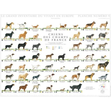 Chiens des champs de France