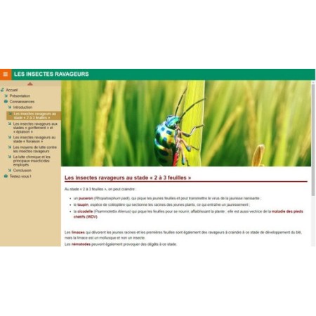 Les insectes ravageurs