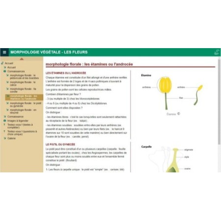 Morphologie végétale : les fleurs