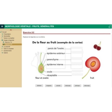 Morphologie végétale : les fruits