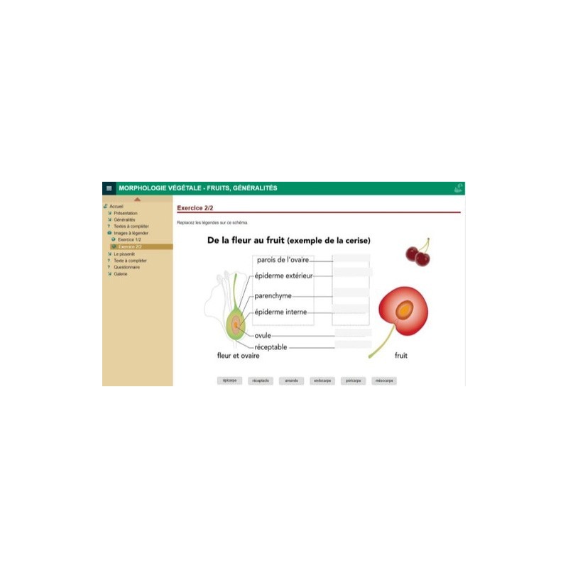 Morphologie végétale : les fruits