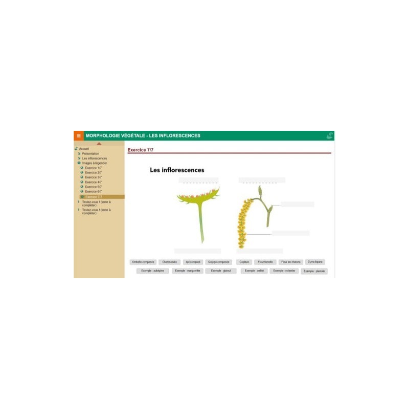 Morphologie végétale : les inflorescences