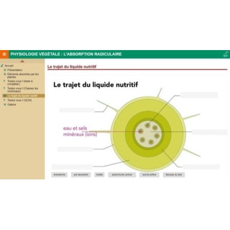 Physiologie végétale : l'absorption radiculaire