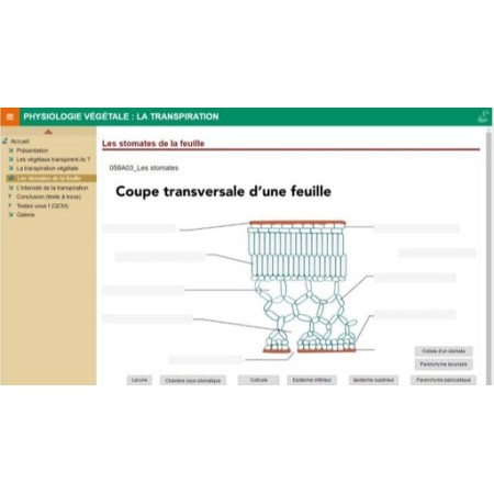 Physiologie végétale : la transpiration