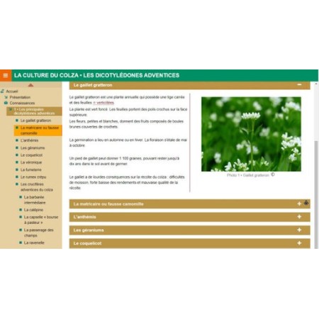 Les Dicotylédones adventices