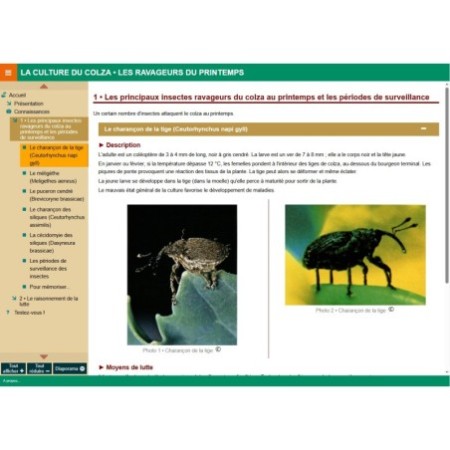 Les insectes ravageurs de printemps