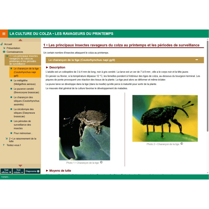 Les insectes ravageurs de printemps