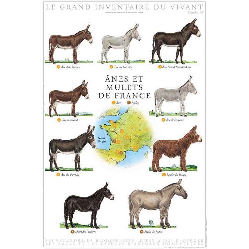Ânes et mulets de France