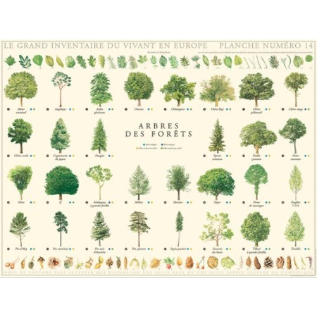 Arbres des forêts