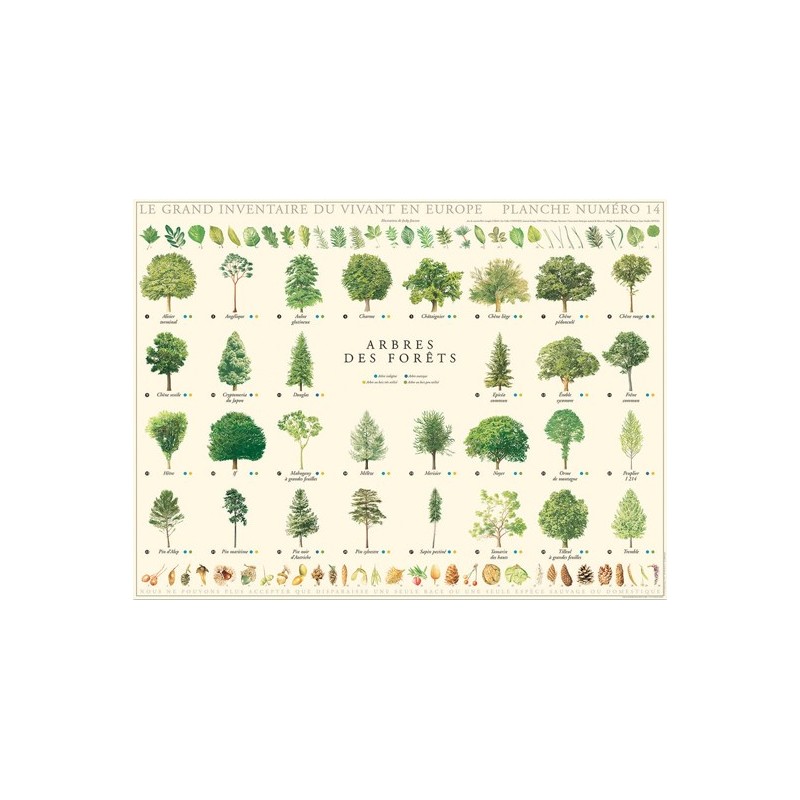 Arbres des forêts
