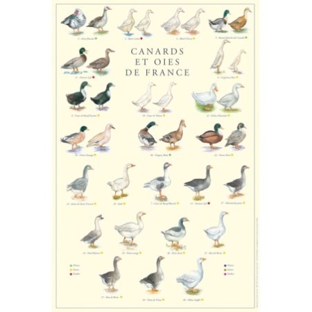 Canards et oies de France