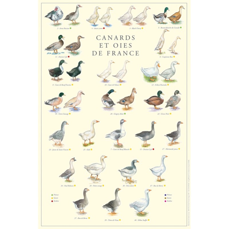 Canards et oies de France