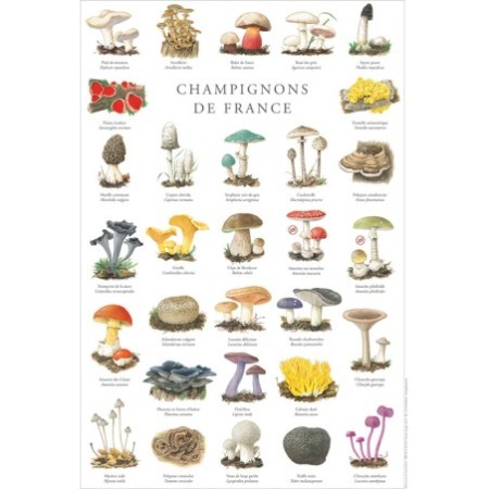 Champignons de France