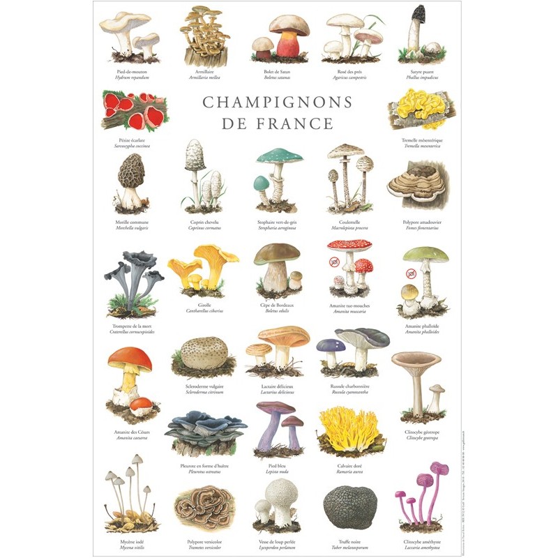 Champignons de France