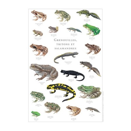 Grenouilles, tritons, salamandres