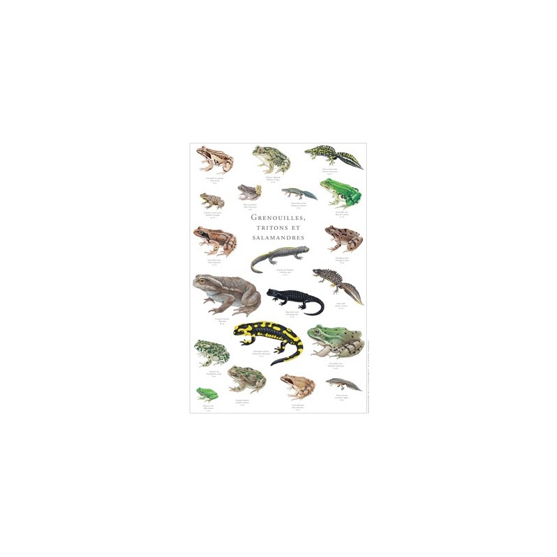 Grenouilles, tritons, salamandres