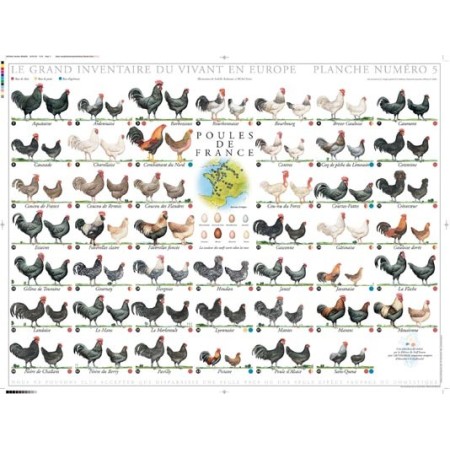 Poules de France
