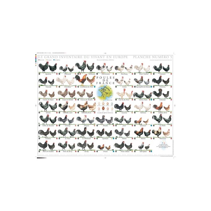 Poules de France