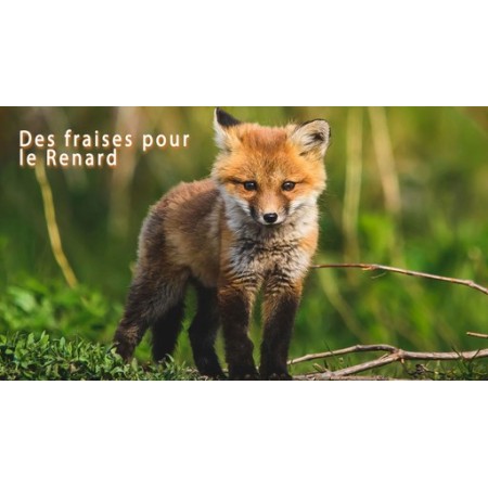 Des fraises pour le renard