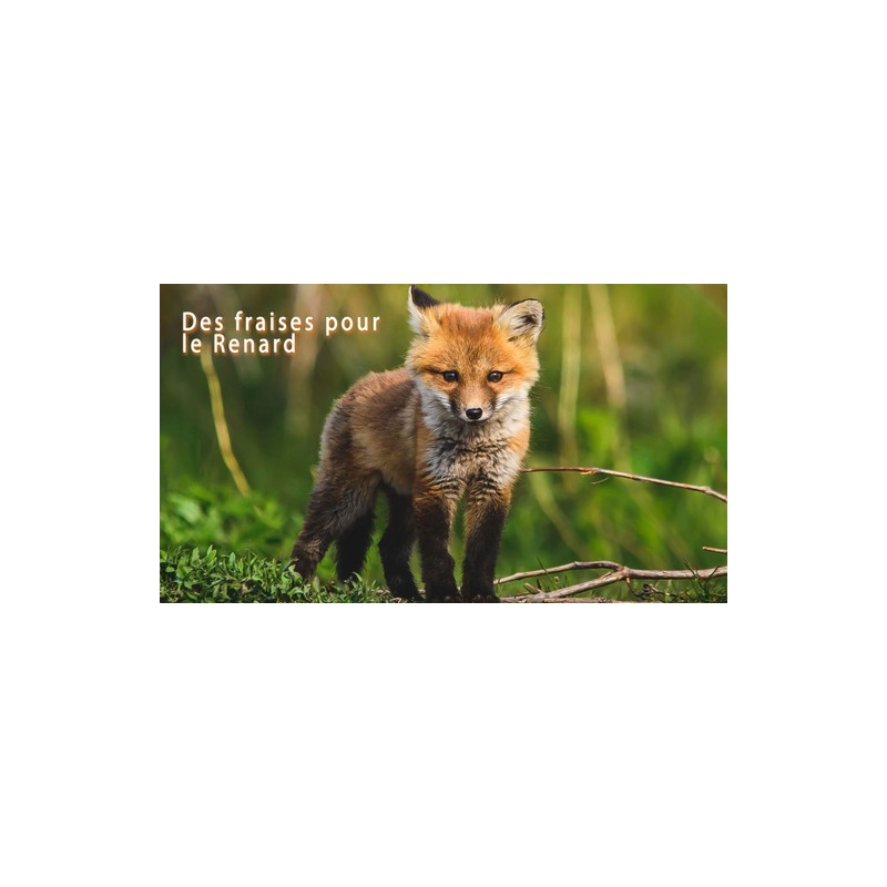 Des fraises pour le renard Des fraises pour le renard
