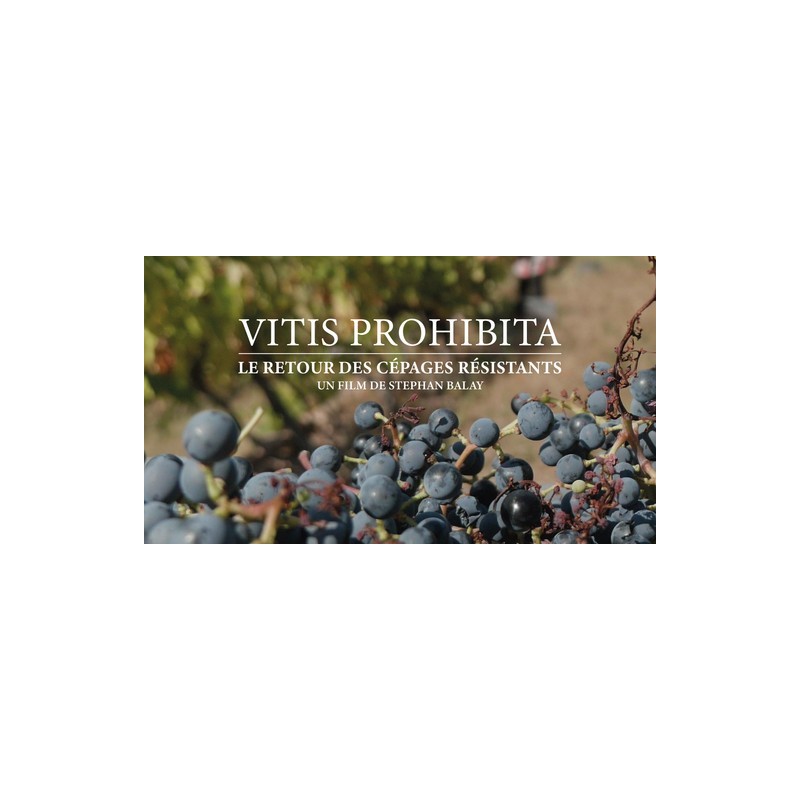 Vitis prohibita