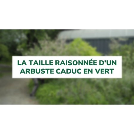 La taille raisonnée d’un arbuste caduc en vert