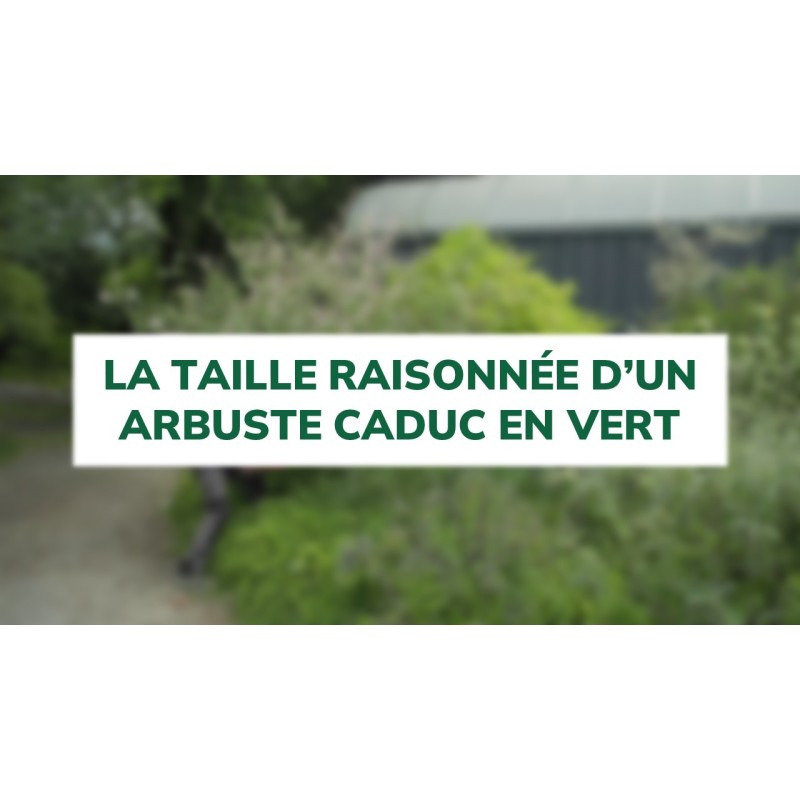 La taille raisonnée d’un arbuste caduc en vert