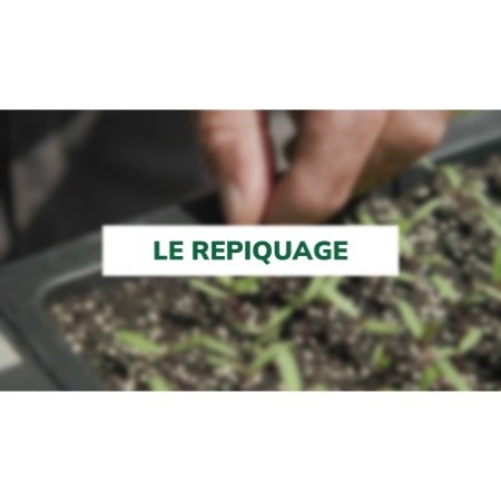Le repiquage