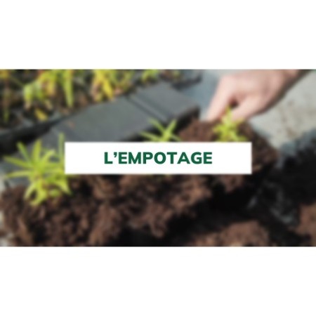 L'empotage