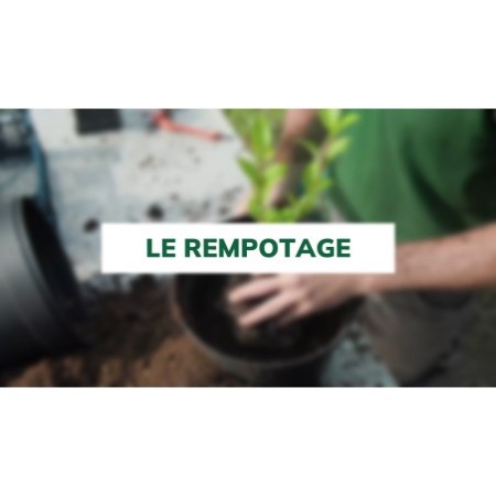 Le rempotage