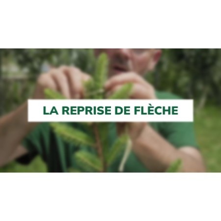 La reprise de flèche