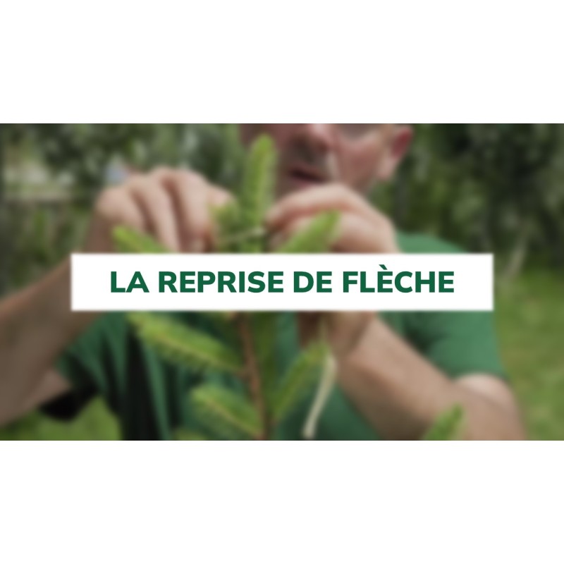 La reprise de flèche