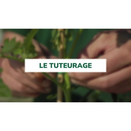 Le tuteurage