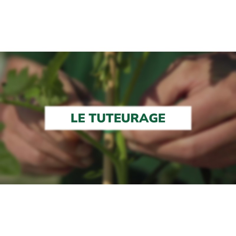 Le tuteurage Le tuteurage