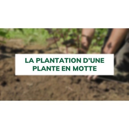 La plantation d'une plante en motte
