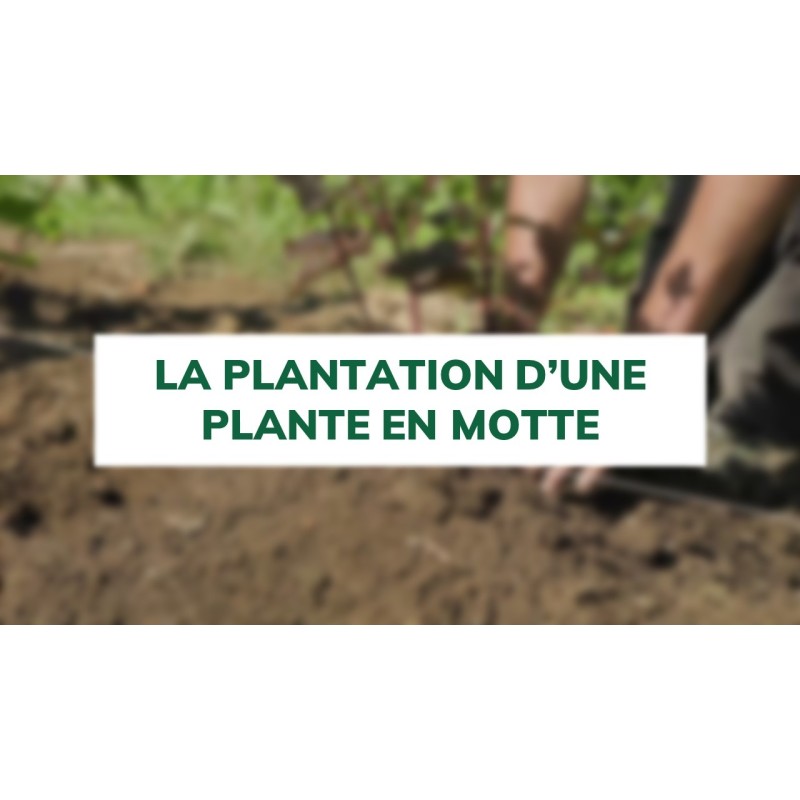 La plantation d'une plante en motte La plantation d'une plante en motte