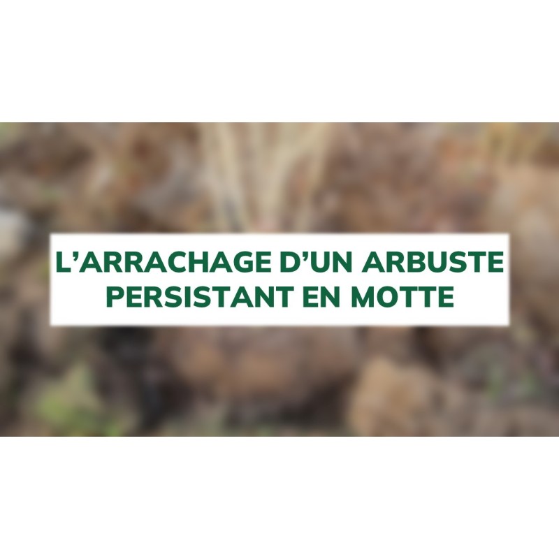 L'arrachage d'un arbuste persistant en motte L'arrachage d'un arbuste persistant en motte