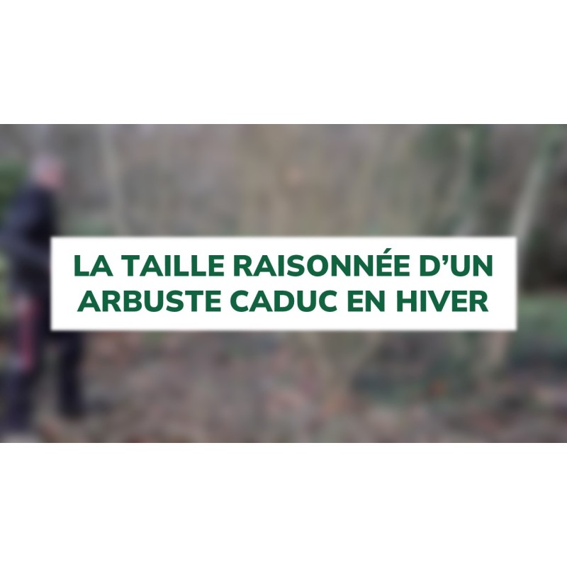 La taille raisonnée d'un arbuste caduc en hiver La taille raisonnée d'un arbuste caduc en hiver