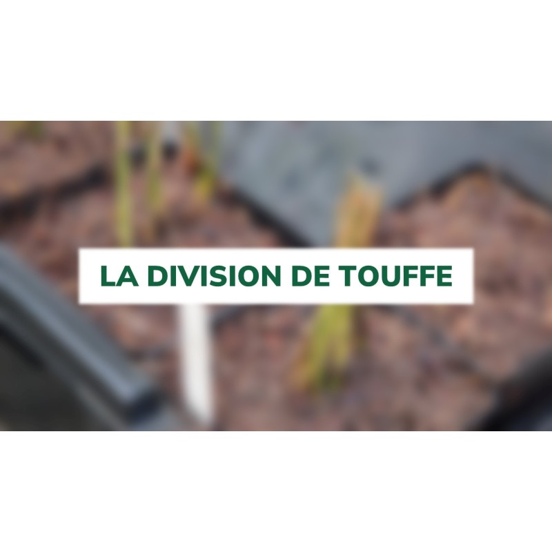 La division de touffe La division de touffe